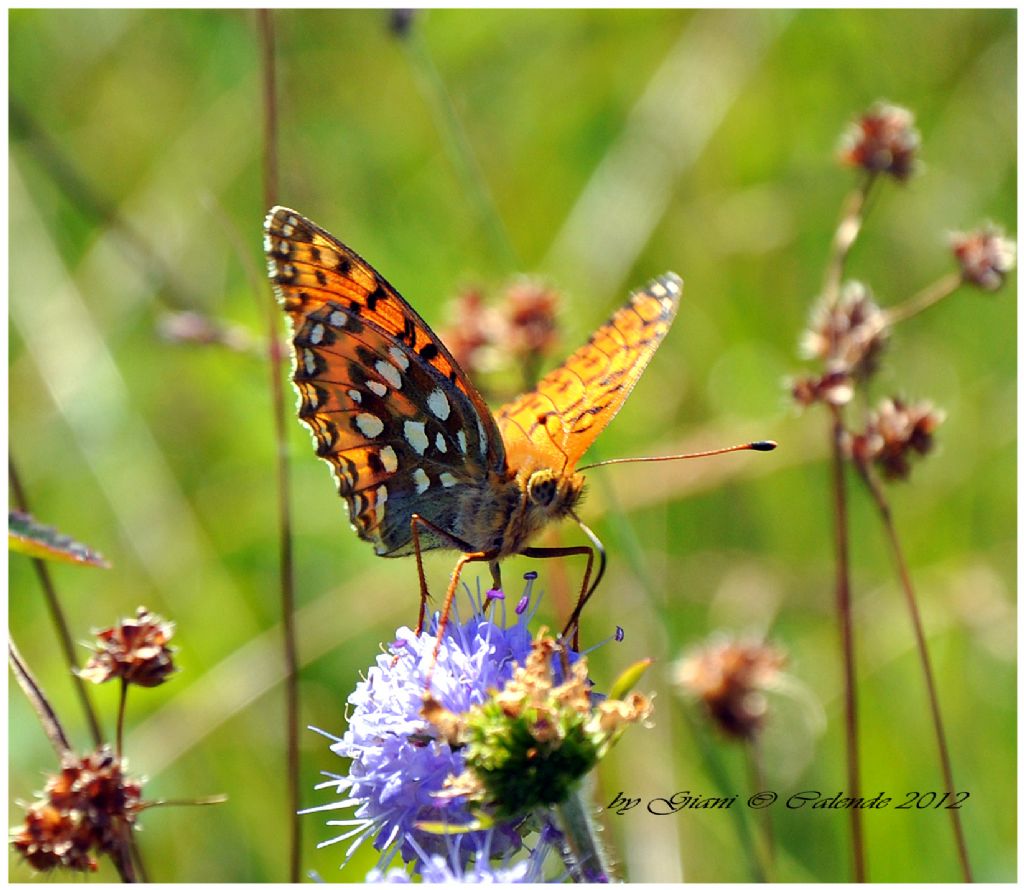 Argynnis aglaja??